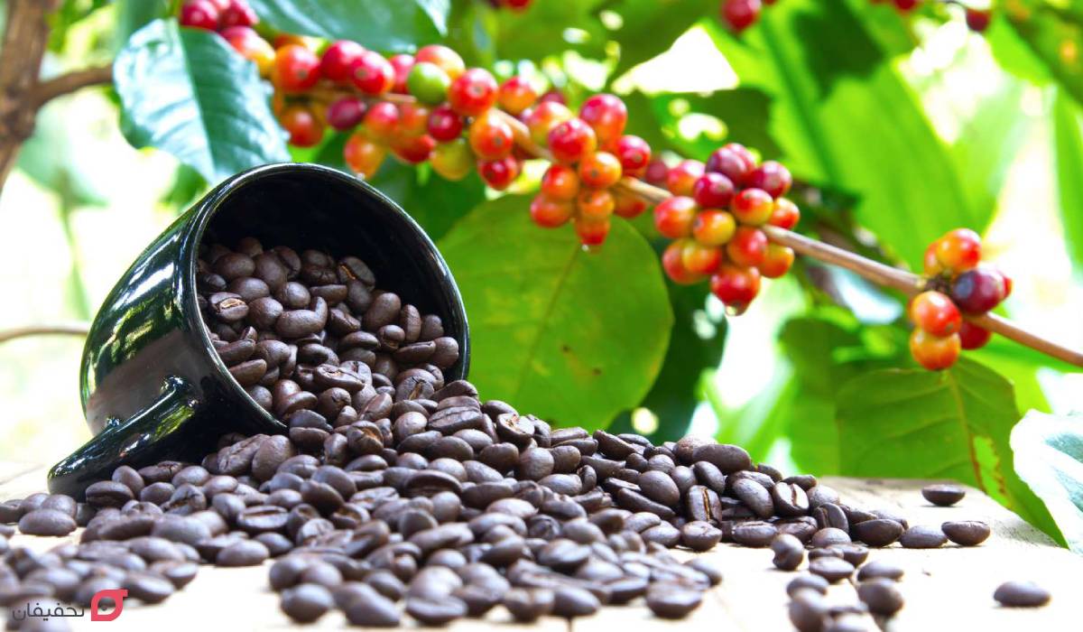 قهوه اصل از چیست؟