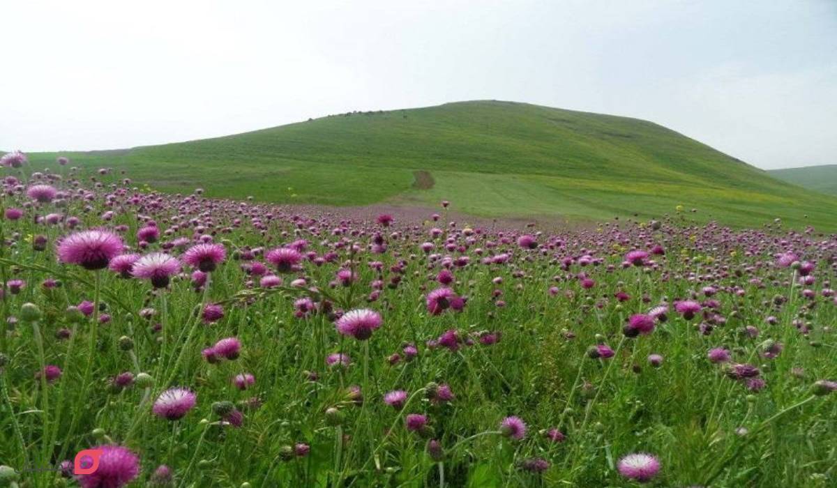 جاهای دیدنی دشت مغان