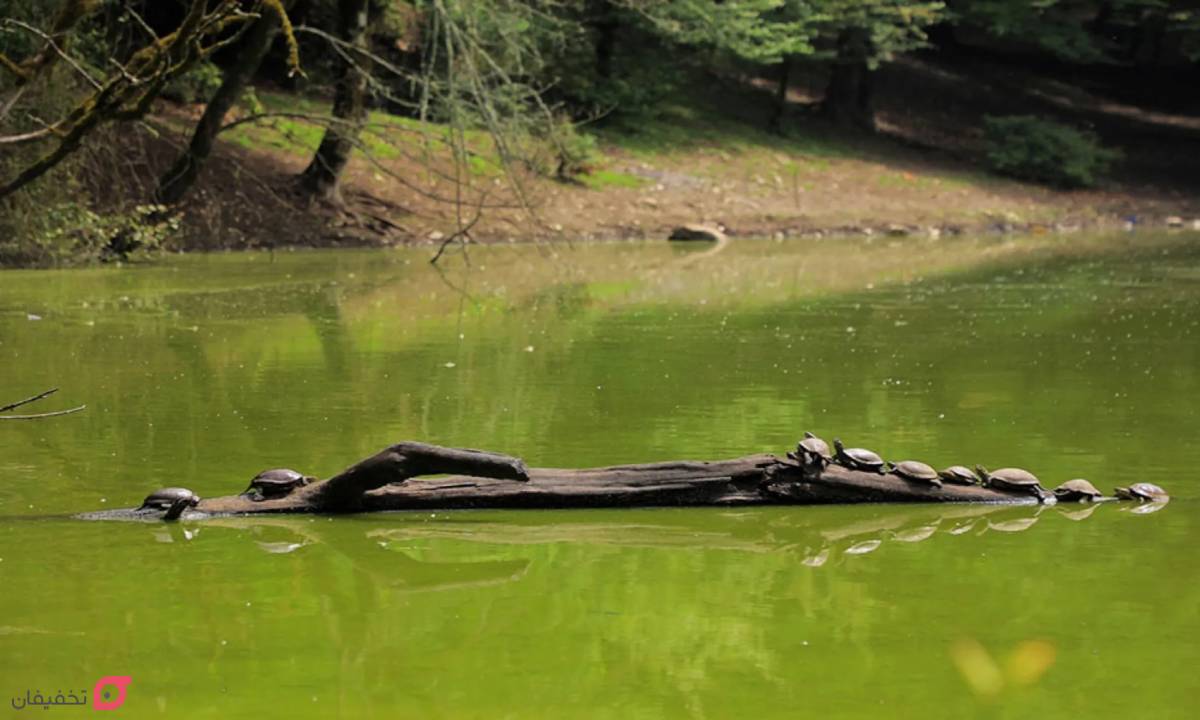 جاهای دیدنی چالوس | 12 جاذبه تفریحی چالوس و جاده های اطراف 4 مرداب هسل