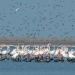 تالاب گمیشان بندر ترکمن | لوکیشن و تصاویر تالاب صورتی ایران 42 تالاب گمیشان