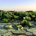 تالاب انزلی | بهترین اسکله + فصل نیلوفر آبی | قیمت بلیط 40 تالاب انزلی