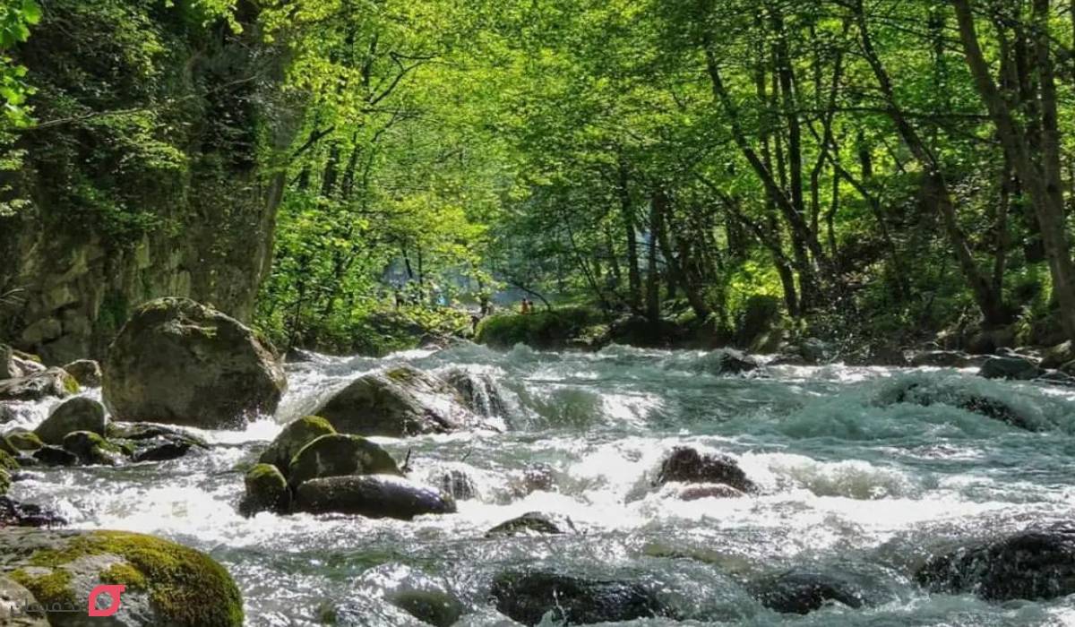 زیباترین جنگل های ایران