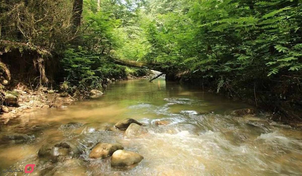 جنگل پلنگ ‌دره مازندران