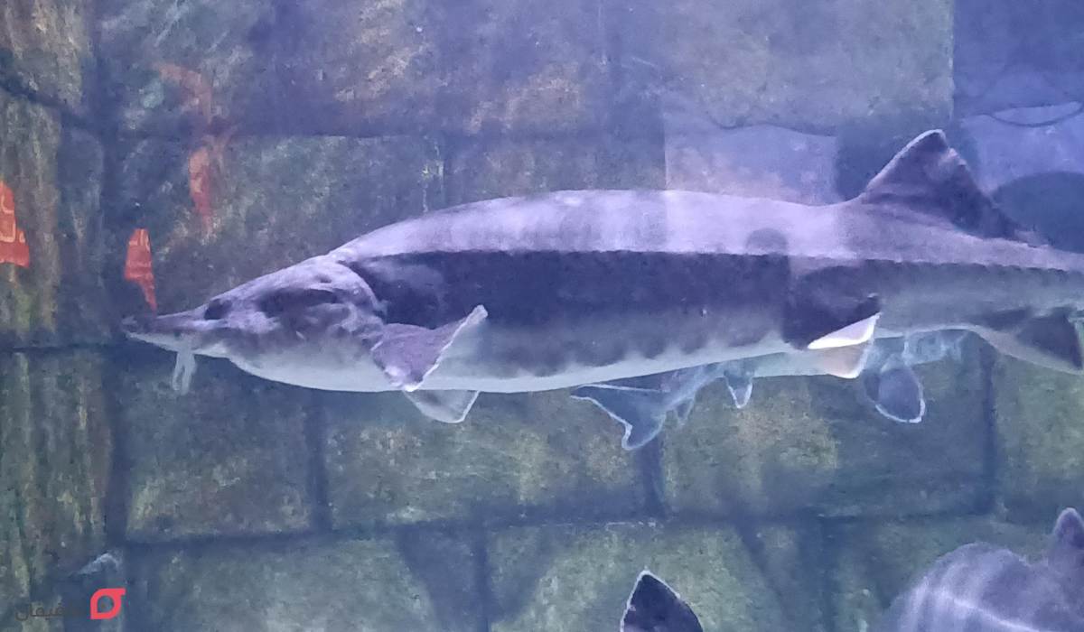 جاهای دیدنی گیلان همراه با عکس و آدرس در زمستان و بهار 4 جاهای دیدنی گیلان