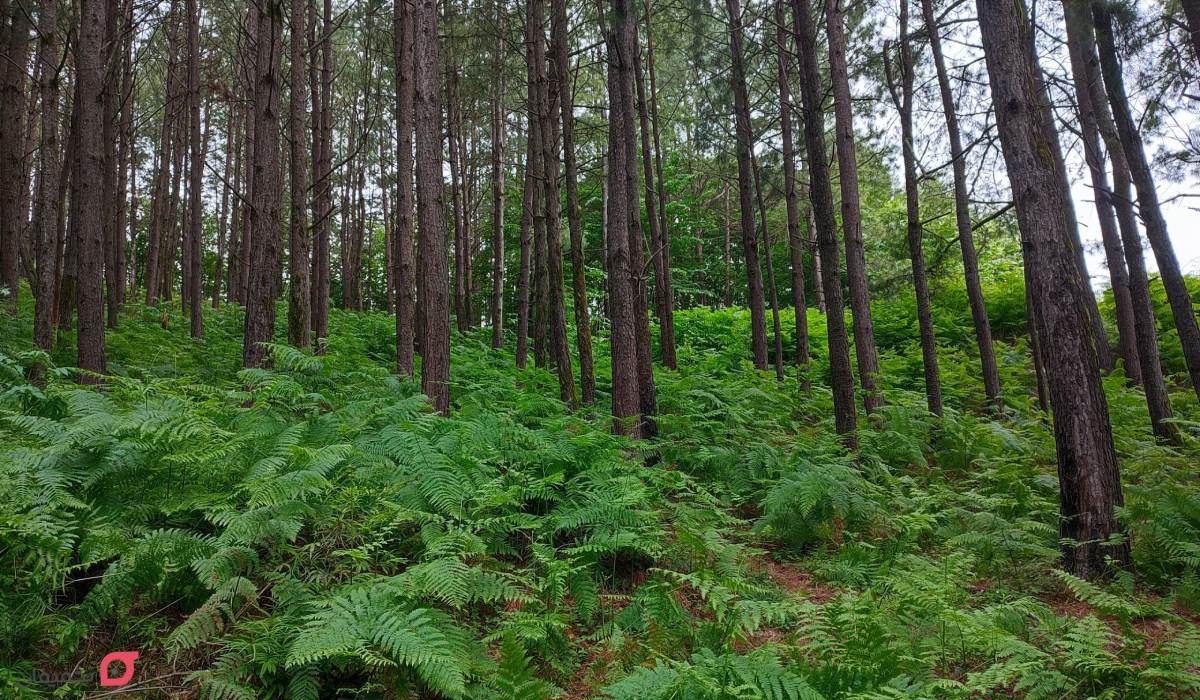 جاهای دیدنی گیلان همراه با عکس و آدرس در زمستان و بهار 12 جاهای دیدنی گیلان در پاییز