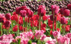 باغ گیاه شناسی ملی ایران - چیتگر